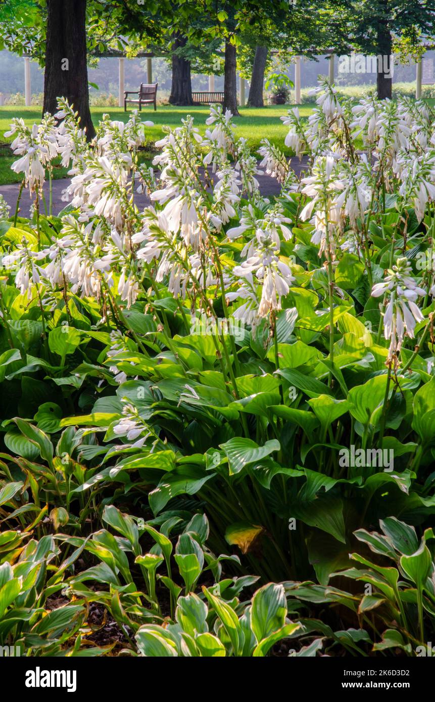 Hostas fiorisce a fine estate, Cantigny Gardens, DuPage County, Illinois Foto Stock