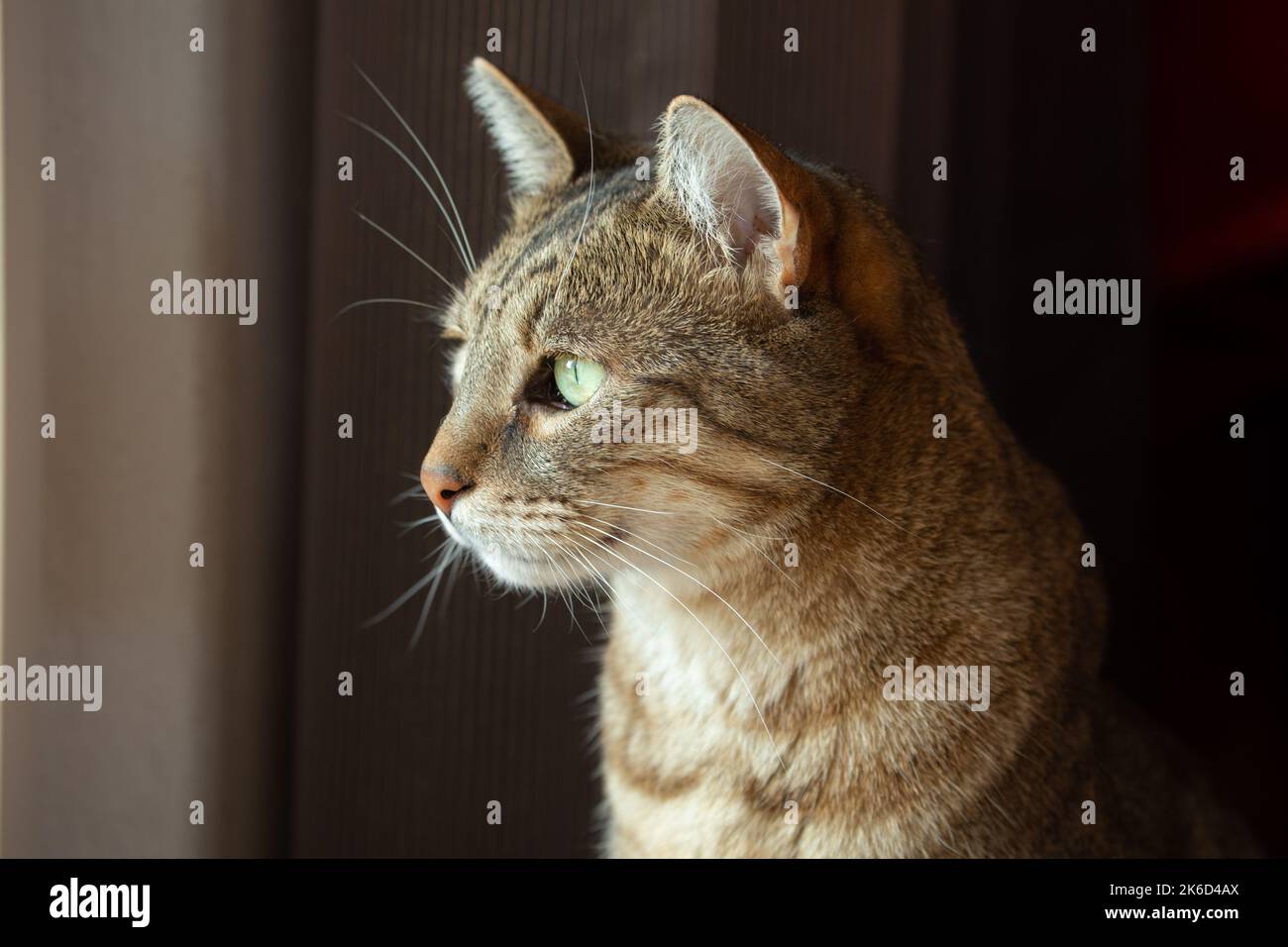 Gatto tabby fotogenico e fiero con un look attento e attento. Foto Stock