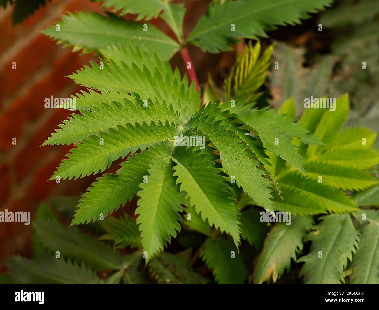 Primo piano delle foglie blu grigio-verde del giardino sempreverde arbusto Melianthus maggiore 'Antonow's Blue'. Foto Stock