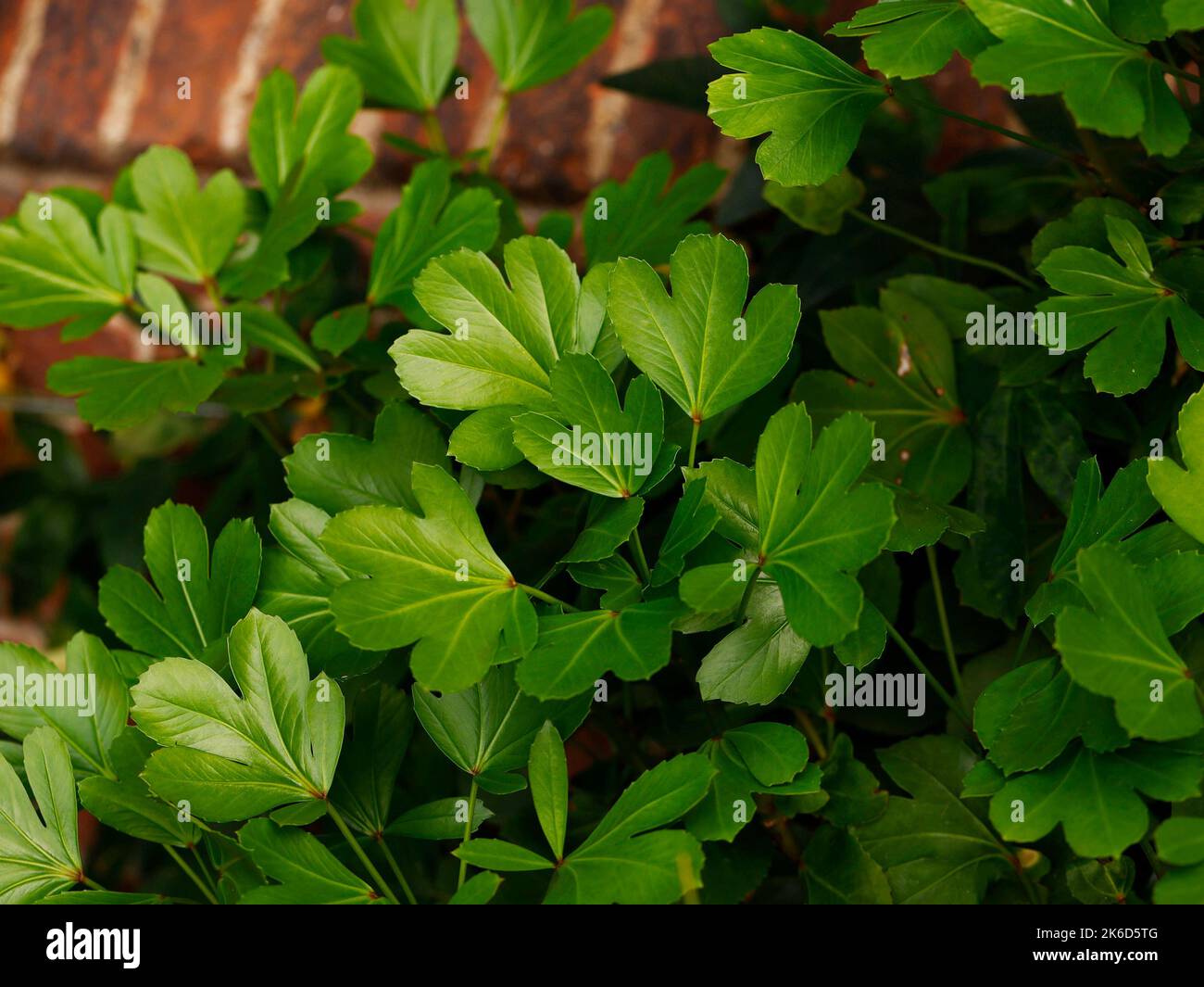 Primo piano delle belle foglie del giardino sempreverde arbusto Pseudopanax adiantifolius cyril Watson. Foto Stock