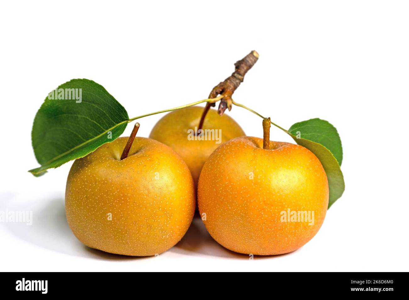 Pere Nashi, Pyrus pirifolia, isolato su sfondo bianco Foto Stock