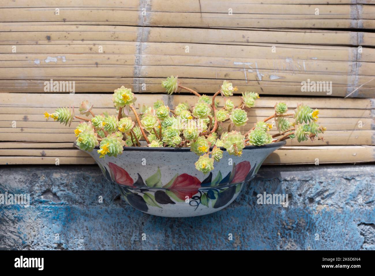 vecchio vaso colorato con succulenti naturali Foto Stock