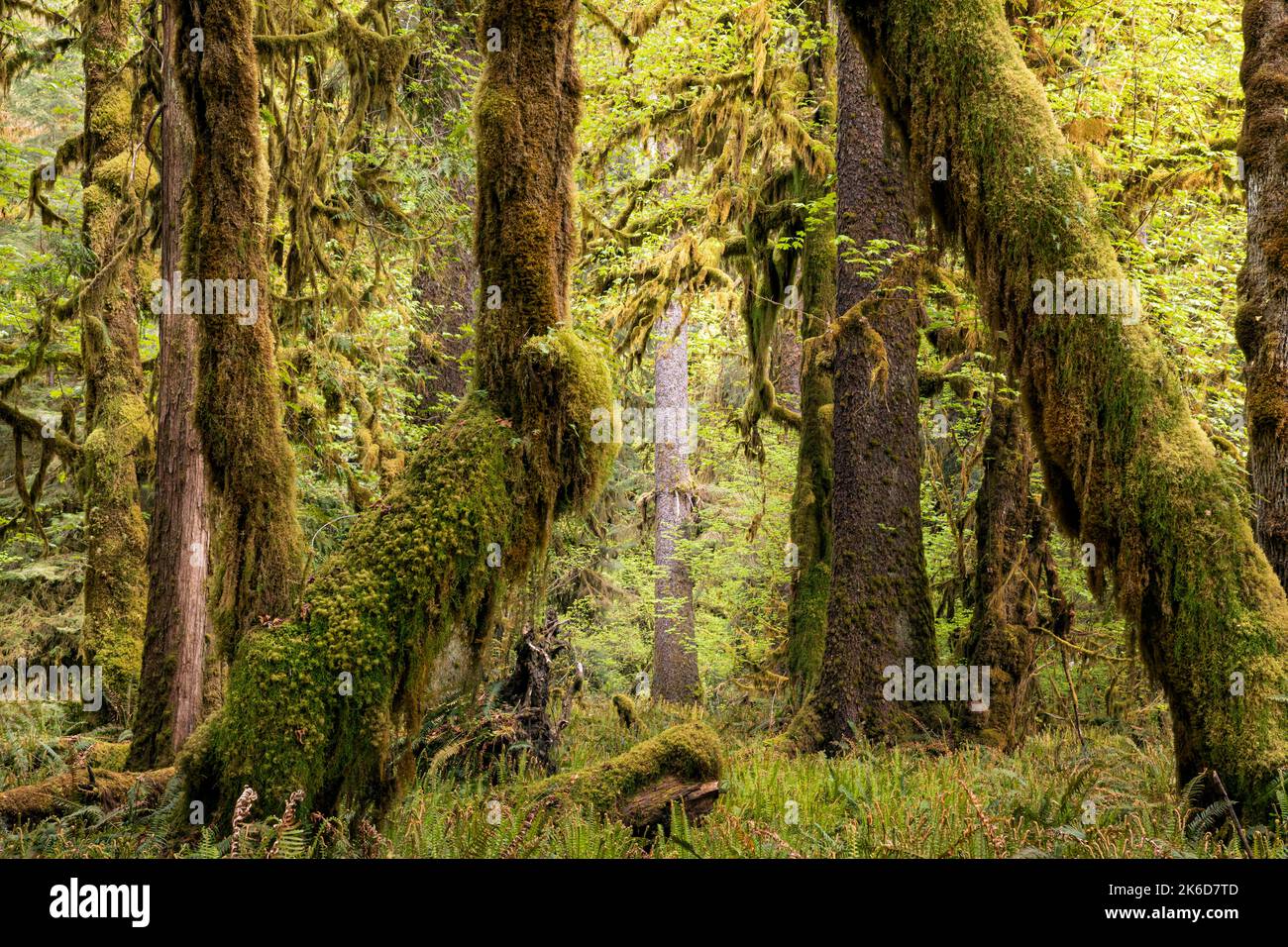 WA22236-00...WASHINGTON - alberi grandi dell'acero delle foglie ricoperti di muschio in una foresta mista con abeti e alberi di cedro nella foresta pluviale di Quinault di Na olimpica Foto Stock