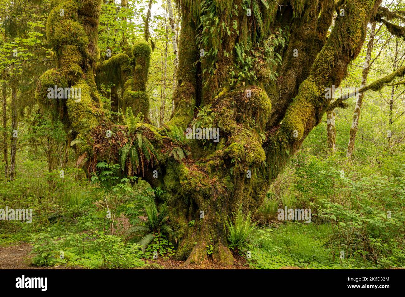 WA22240-00...WASHINGTON - albero dell'acero delle foglie grandi che serve come giardino per i vari tipi di muschio e felci nella foresta pluviale di Quinault di nazionale olimpica Foto Stock