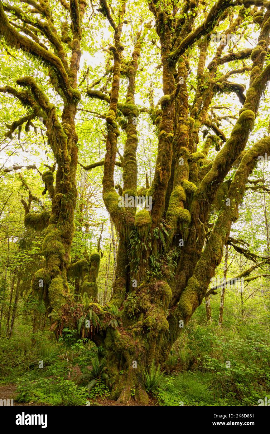WA22242-00...WASHINGTON - albero dell'acero delle foglie grandi che serve come giardino per i vari tipi di muschio e felci nella foresta pluviale di Quinault di nazionale olimpica Foto Stock