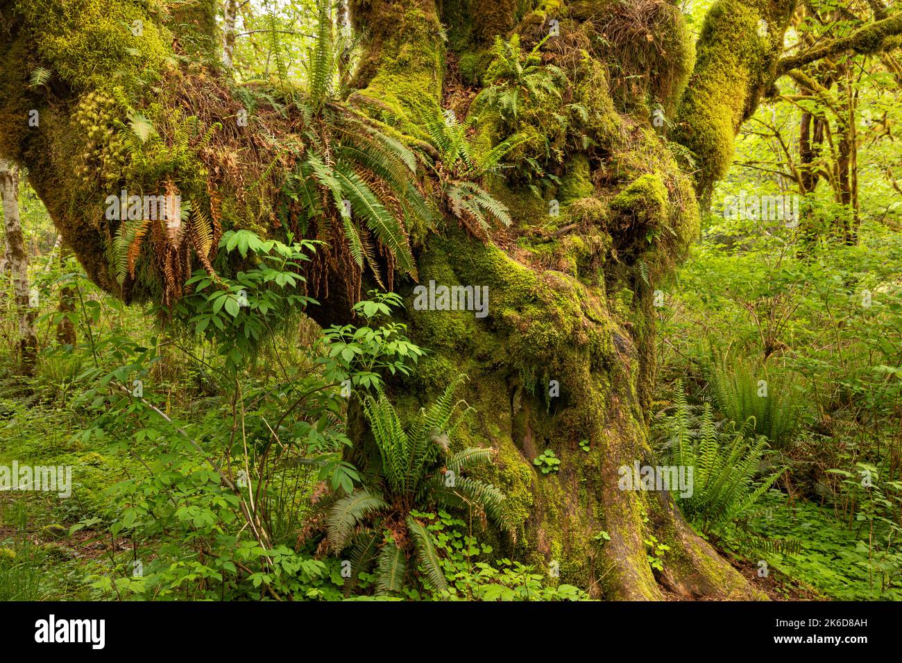 WA22244-00...WASHINGTON - albero dell'acero delle foglie grandi che serve come giardino per i vari tipi di muschio e felci nella foresta pluviale di Quinault di nazionale olimpica Foto Stock