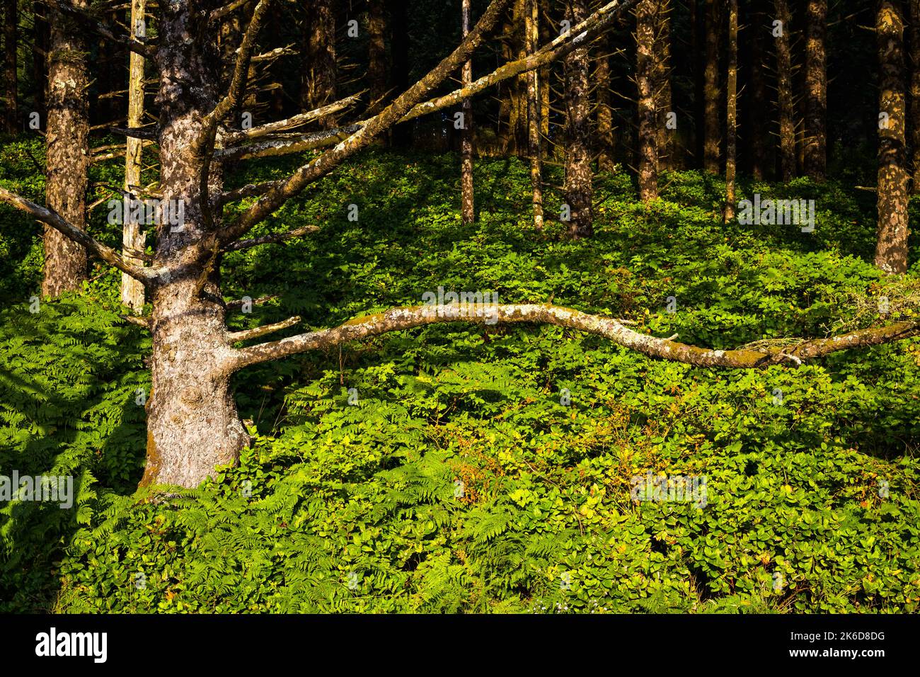 Albero con lungo ramo curvo che si estende attraverso le piante native della costa dell'Oregon in luce dorata Foto Stock