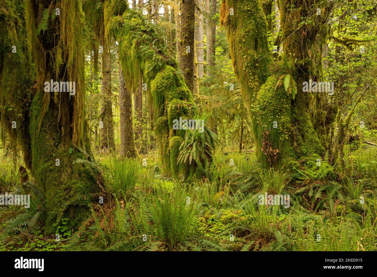 WA22257-00...WASHINGTON - Maci delle foglie grandi rivestiti di muschio e felci crescenti lungo le loro membra e tronchi nella foresta pluviale di Quinault del NP Olimpico. Foto Stock