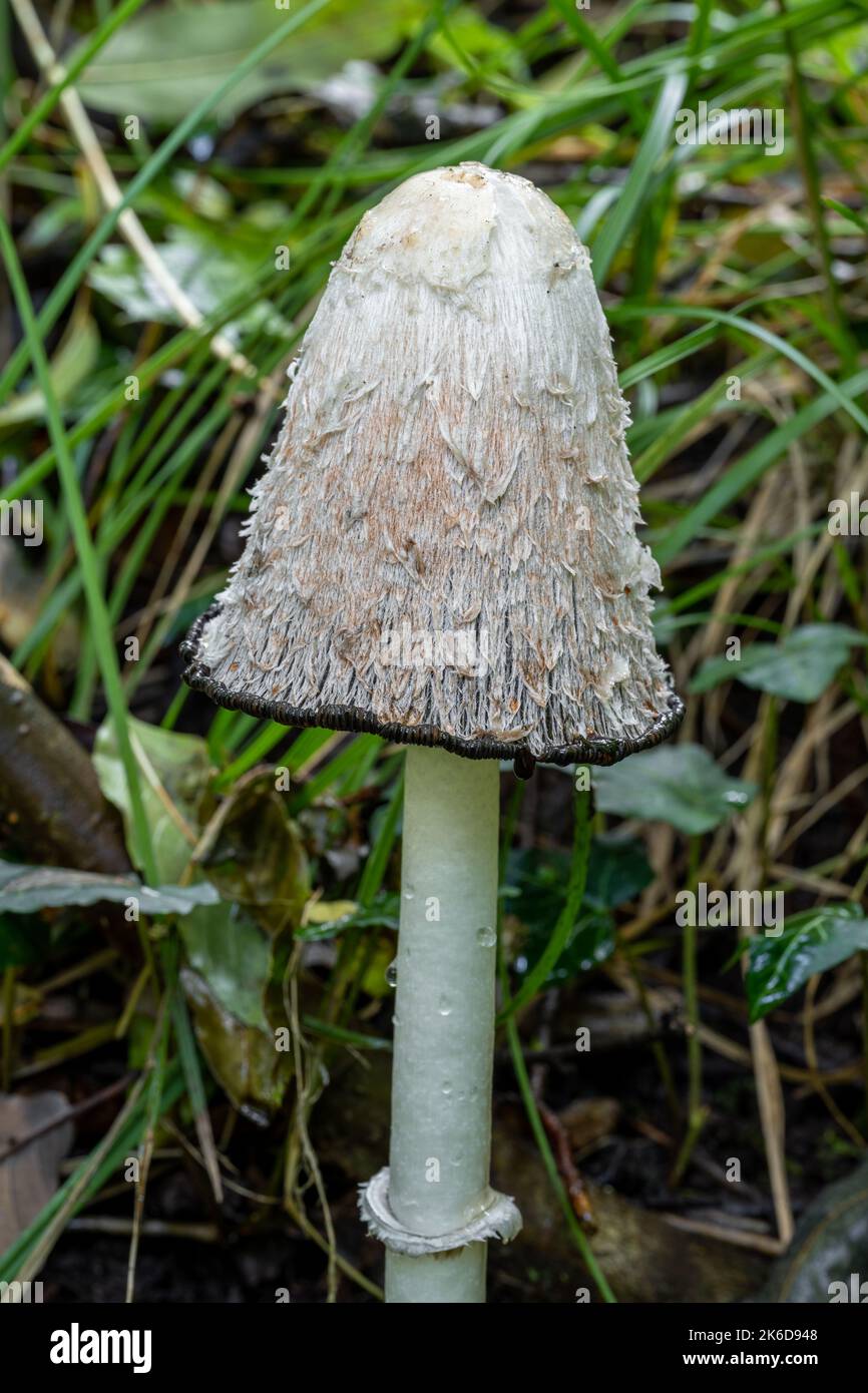 Shaggy Inkcap, o Shaggy Mane, Coprinus comatus fungus in un ambiente boschivo autunnale. Foto Stock