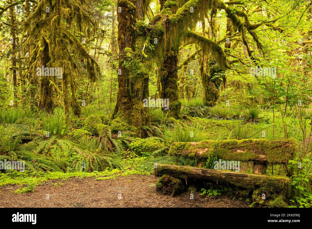 WA22262-00...WASHINGTON - alberi coperti di muschio e una panca coperta di muschio lungo il Maple Glade Nature Trail nella foresta pluviale di Quinault della Nazione Olimpica Foto Stock
