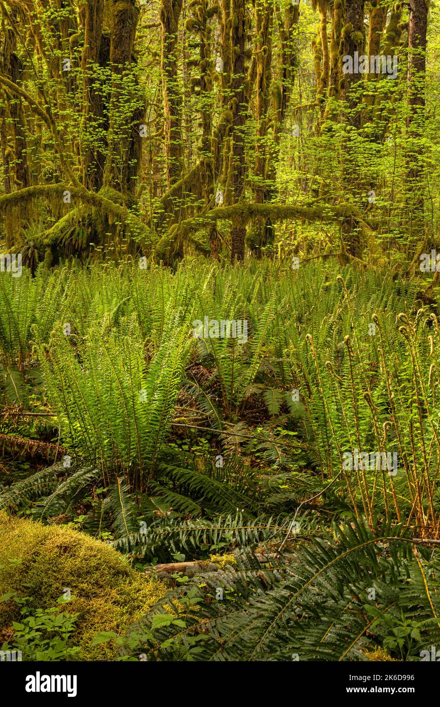 WA22264-00...WASHINGTON - Western Sword Ferns sul pavimento della foresta lungo il Maple Glade Trail nella foresta pluviale Quinault del Parco Nazionale Olimpico. Foto Stock