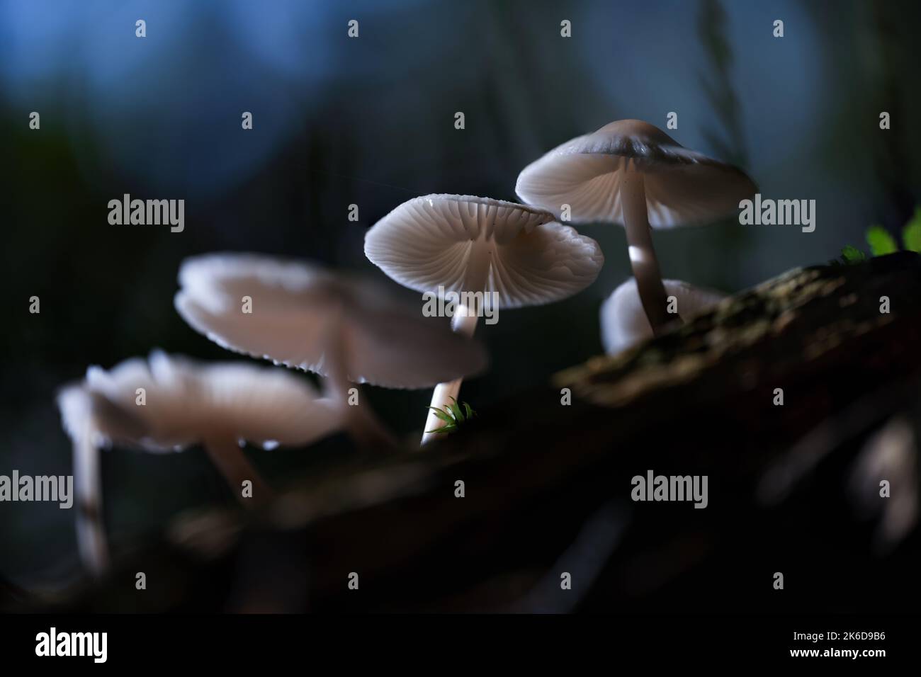 I funghi fantasy si illuminano in un oscuro e magico bosco incantato. Foto Stock