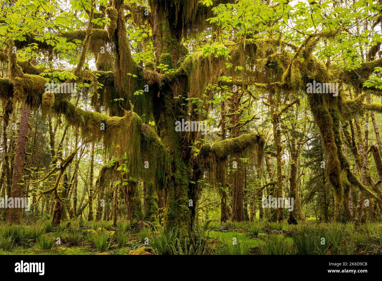 WA22266-00..WASHINGTON - albero di acero di foglia grande coperto con un rivestimento spesso di muschio lungo Maple Glade Nature Trail in Quinault Foresta pluviale di Olympic NP. Foto Stock