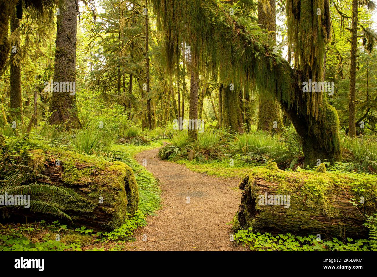 WA22272-00...WASHINGTON - Maple Glade Nature Trail nella foresta pluviale di Quinault del Parco Nazionale Olimpico. Foto Stock