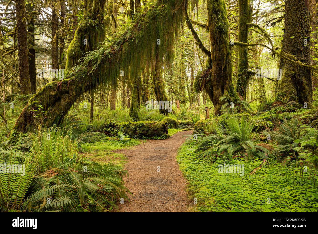 WA22273-00...WASHINGTON - Maple Glade Nature Trail nella foresta pluviale di Quinault del Parco Nazionale Olimpico. Foto Stock