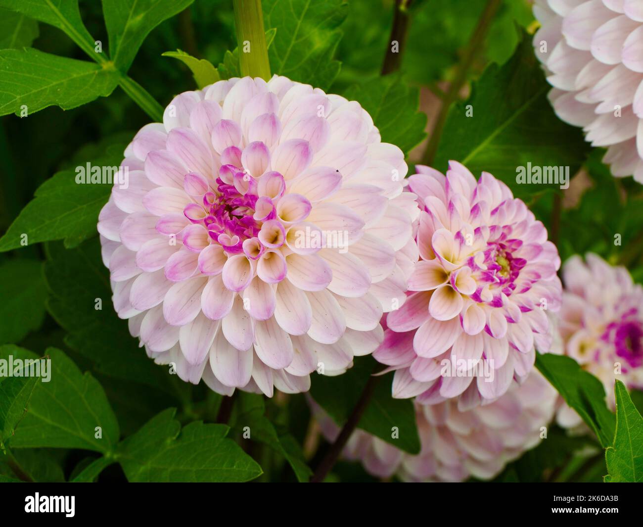 Dahlia fiori nel giardino Foto Stock