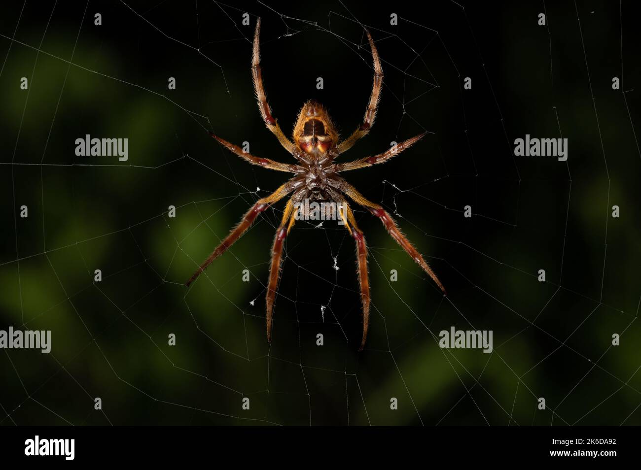 Vista posteriore del ragno giallo creepy seduta sulla macro di fotoricettore Foto Stock