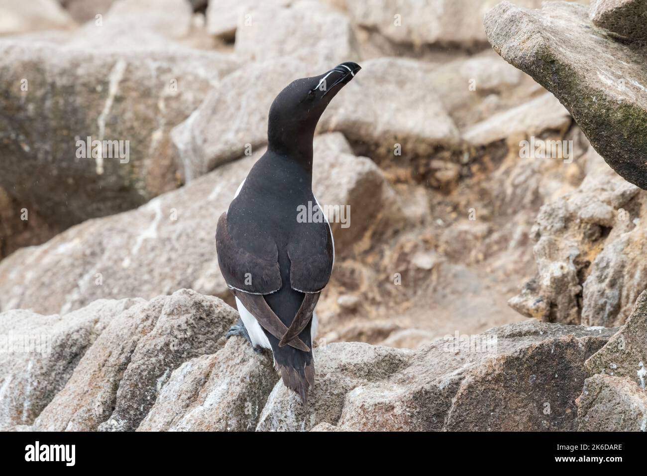 Il razorbill (Alca torda) nel suo ambiente naturale nel nord Europa. Foto Stock