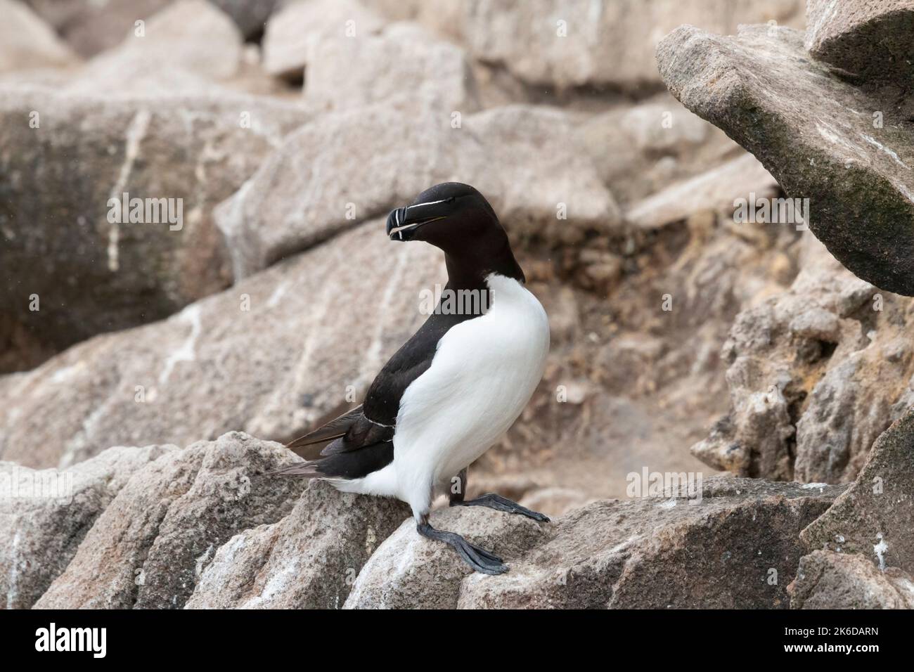 Il razorbill (Alca torda) nel suo ambiente naturale nel nord Europa. Foto Stock