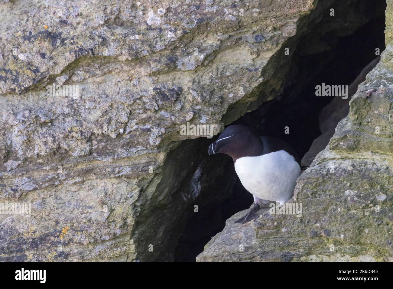 Il razorbill (Alca torda) nel suo ambiente naturale nel nord Europa. Foto Stock