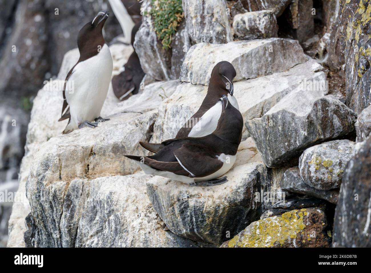 Il razorbill (Alca torda) nel suo ambiente naturale nel nord Europa. Foto Stock