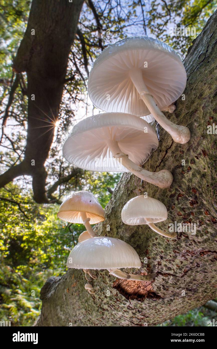 Funghi di porcellana (Oudemansiella mucida) funghi che crescono sul tronco di albero caduto nella foresta in autunno / caduta e che mostrano branchie sotto Foto Stock