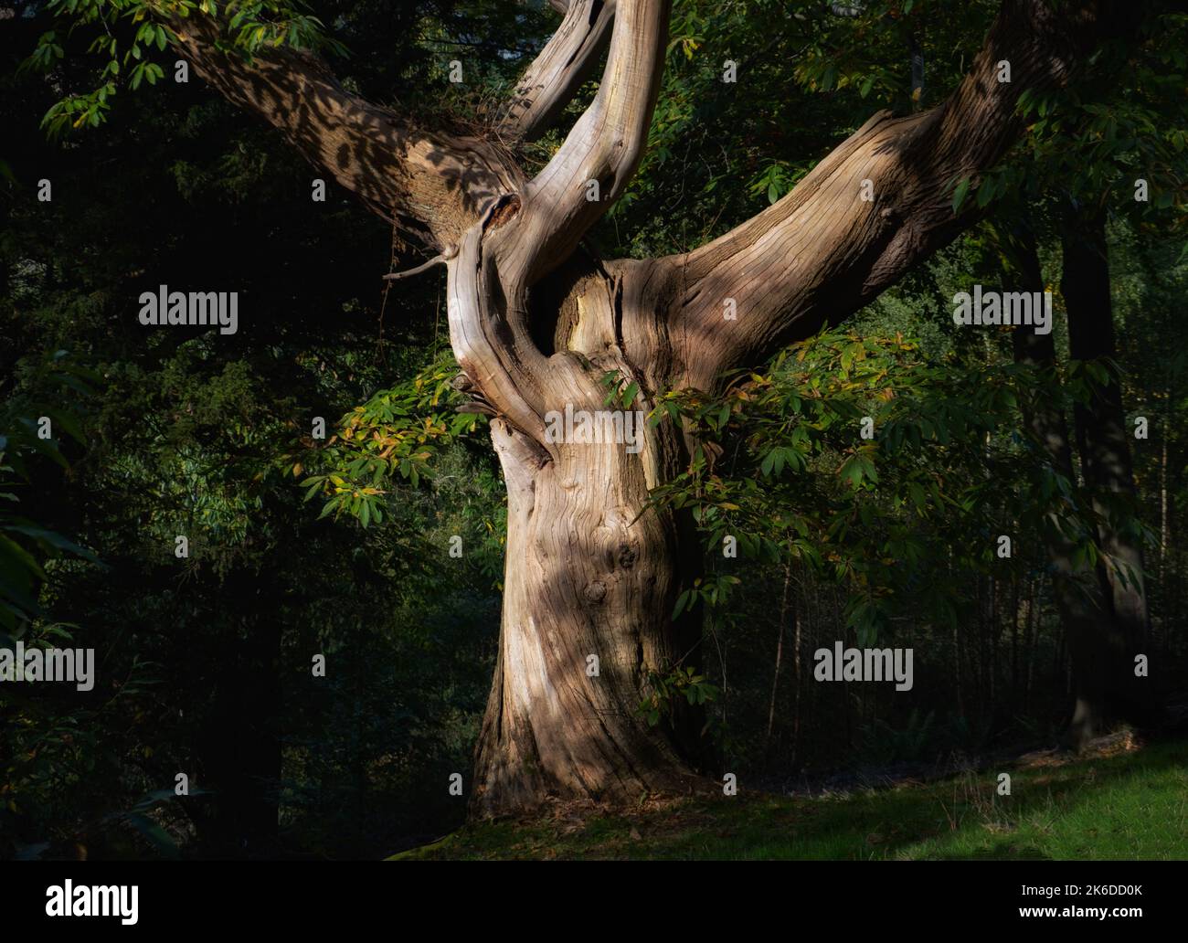 Un antico albero di quercia cattura la luce del sole autunnale in un bosco del Worcestershire, in Inghilterra. Foto Stock