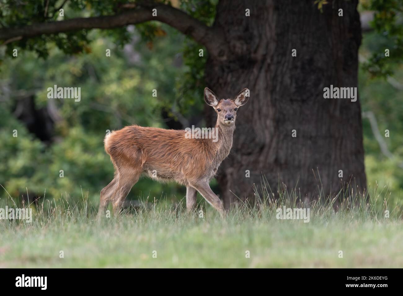 Vitello da cervo rosso (Cervus elaphus) ai margini dell'antica foresta Foto Stock