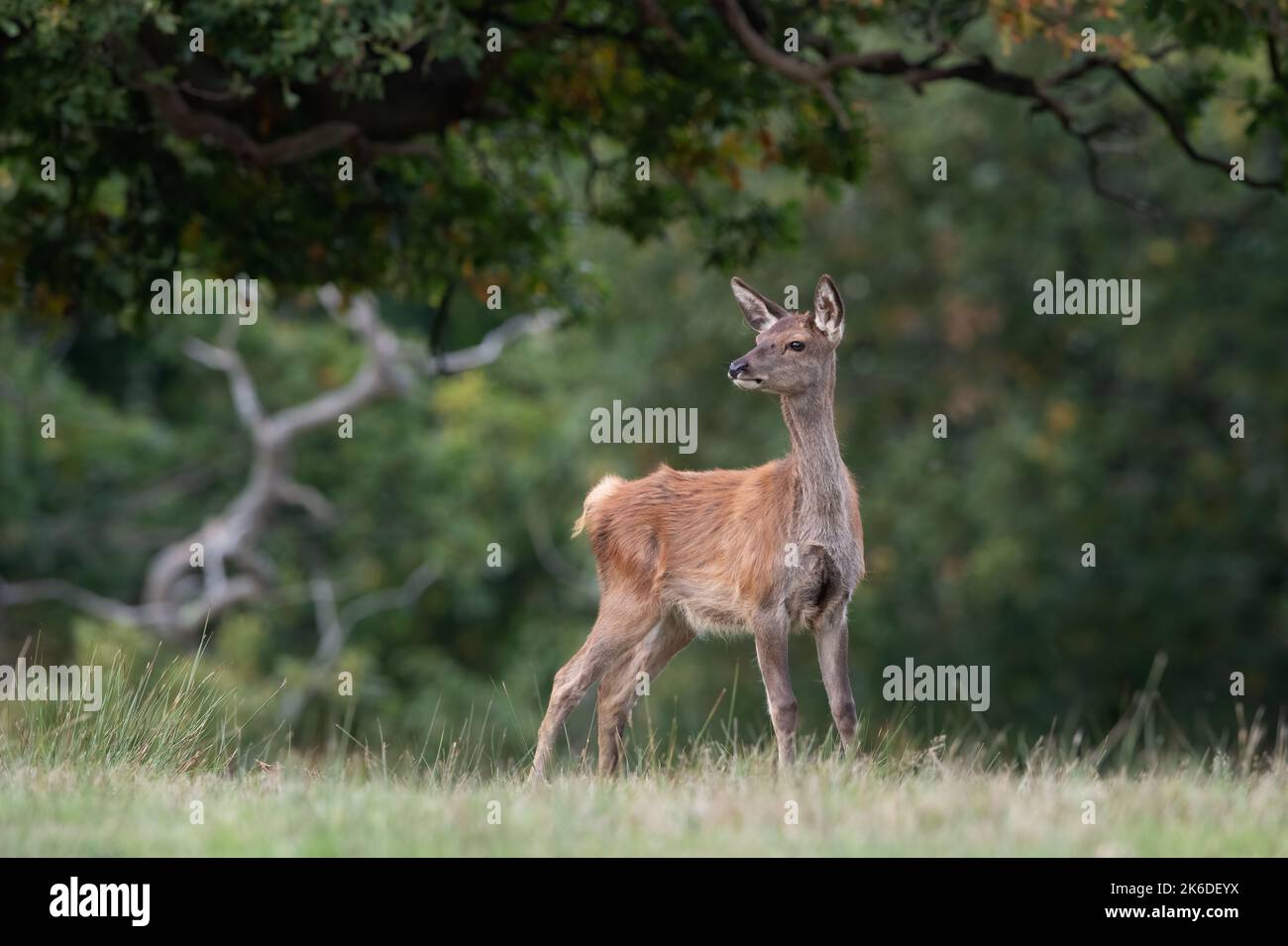 Vitello da cervo rosso (Cervus elaphus) ai margini dell'antica foresta Foto Stock