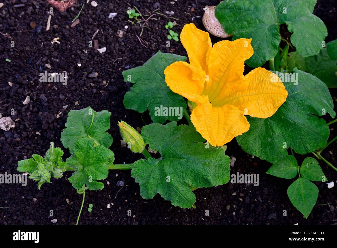 Zucca giallo fiore di pianta sulla vite in giardino Foto Stock