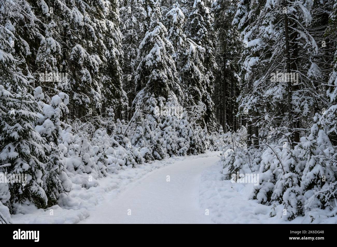 bella foresta invernale. bellissimi rami di alberi innevati Foto Stock