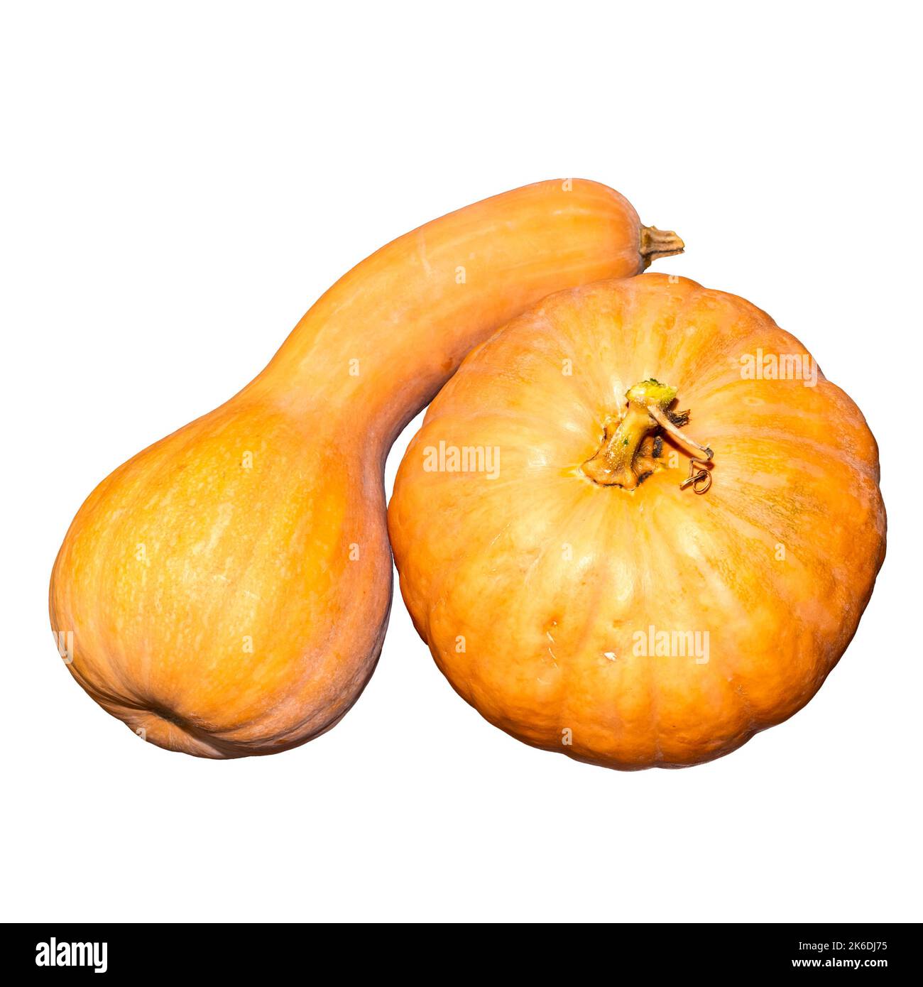 Due zucche arancioni mature lunghe e rotonde su fondo bianco isolato. Raccolto autunnale di verdure. Modello, layout. Foto Stock