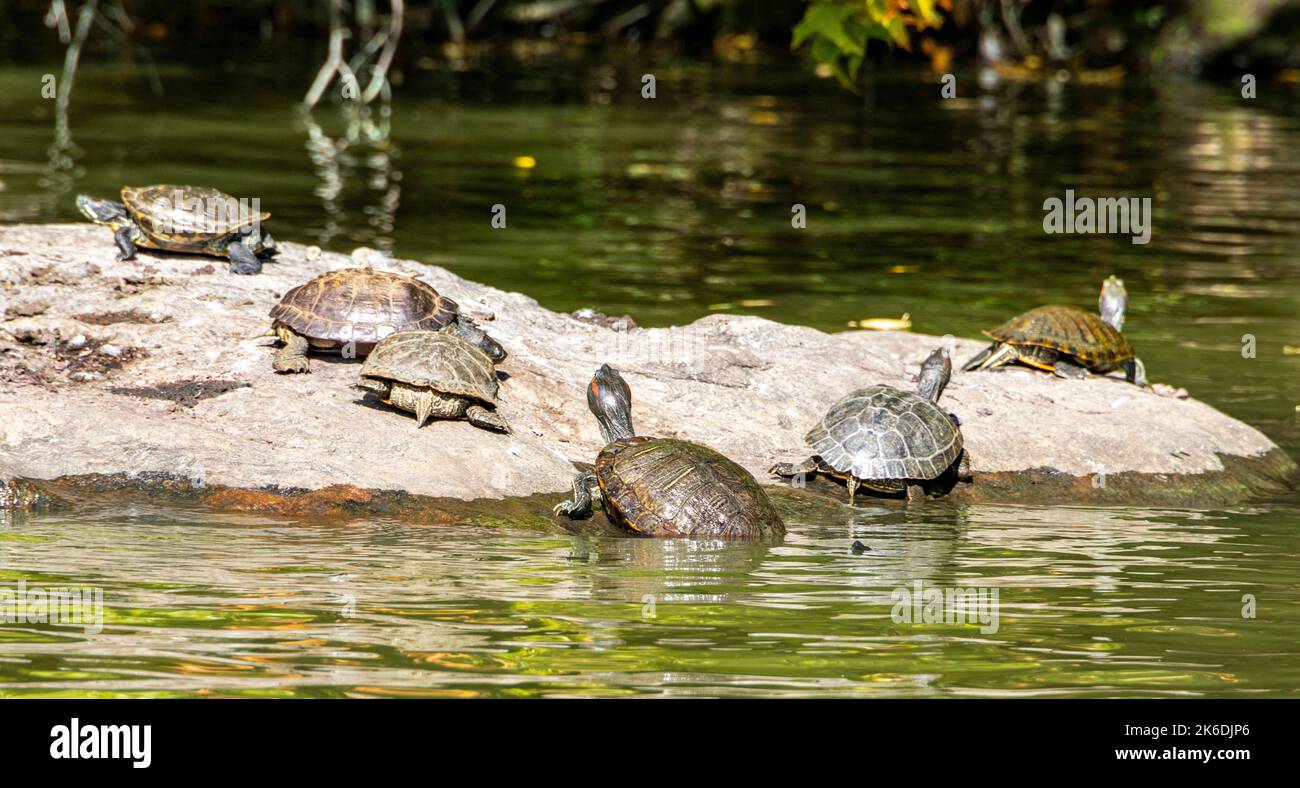 Tartarughe, Central Park Lake, New York City, USA Foto Stock