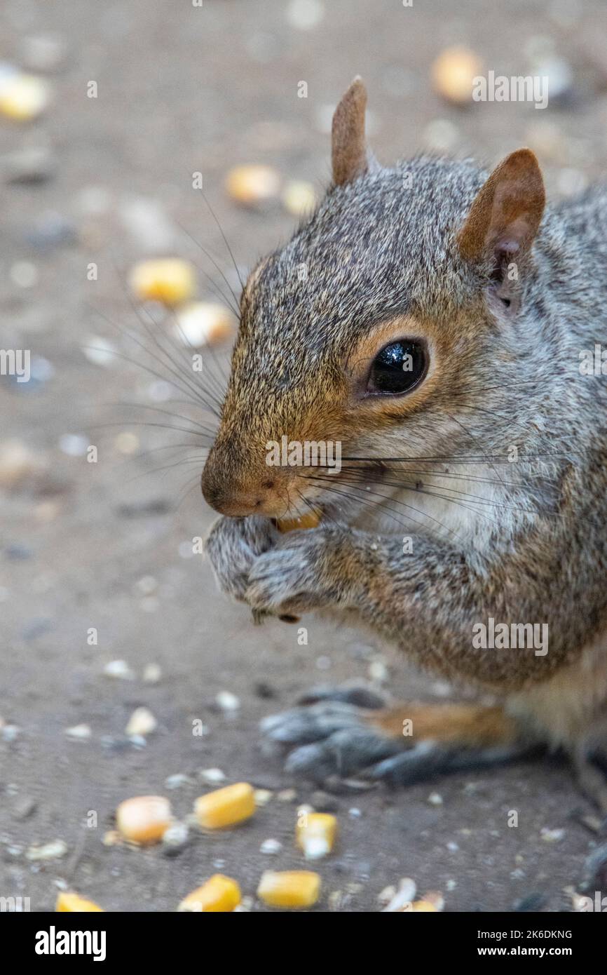 Primo piano dello scoiattolo grigio orientale (Sciurus carolinensis) che si nutrono di mais, Central Park, New York City, USA Foto Stock