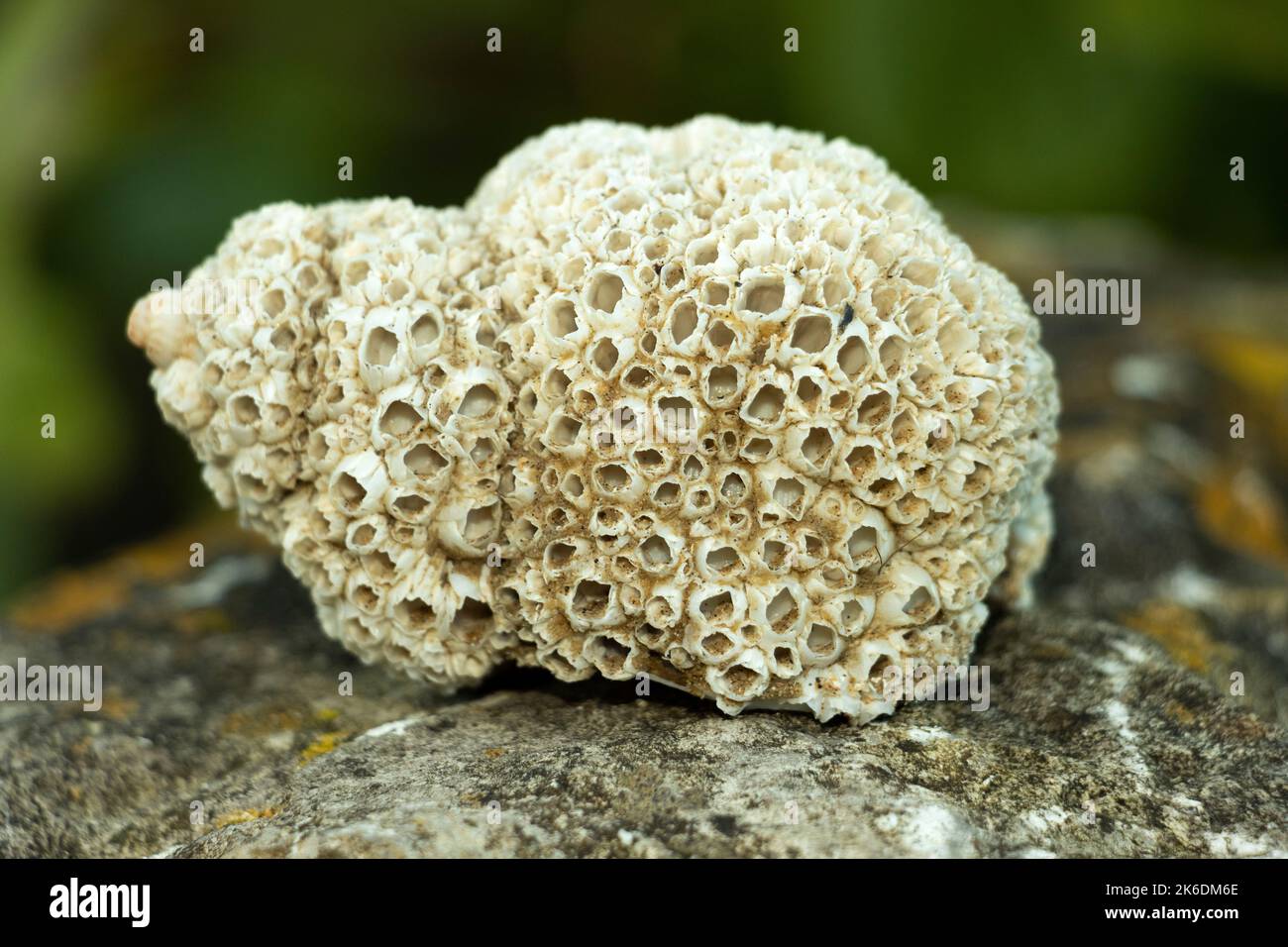 Una vecchia conchiglia Whelk è stata arrugginita con conchiglie di Acorn Barnacle. Ciò avrebbe potuto compromettere l'ospite vivente; le incrostazioni di scafi possono essere gravi Foto Stock