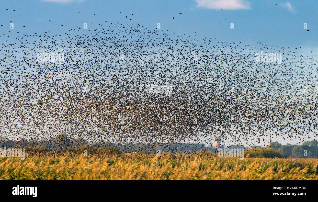 Murmurazione degli stellanti comuni (Sturnus vulgaris) a Hasberg Sö, Toender, Jylland meridionale, Danimarca nel mese di settembre. Foto Stock