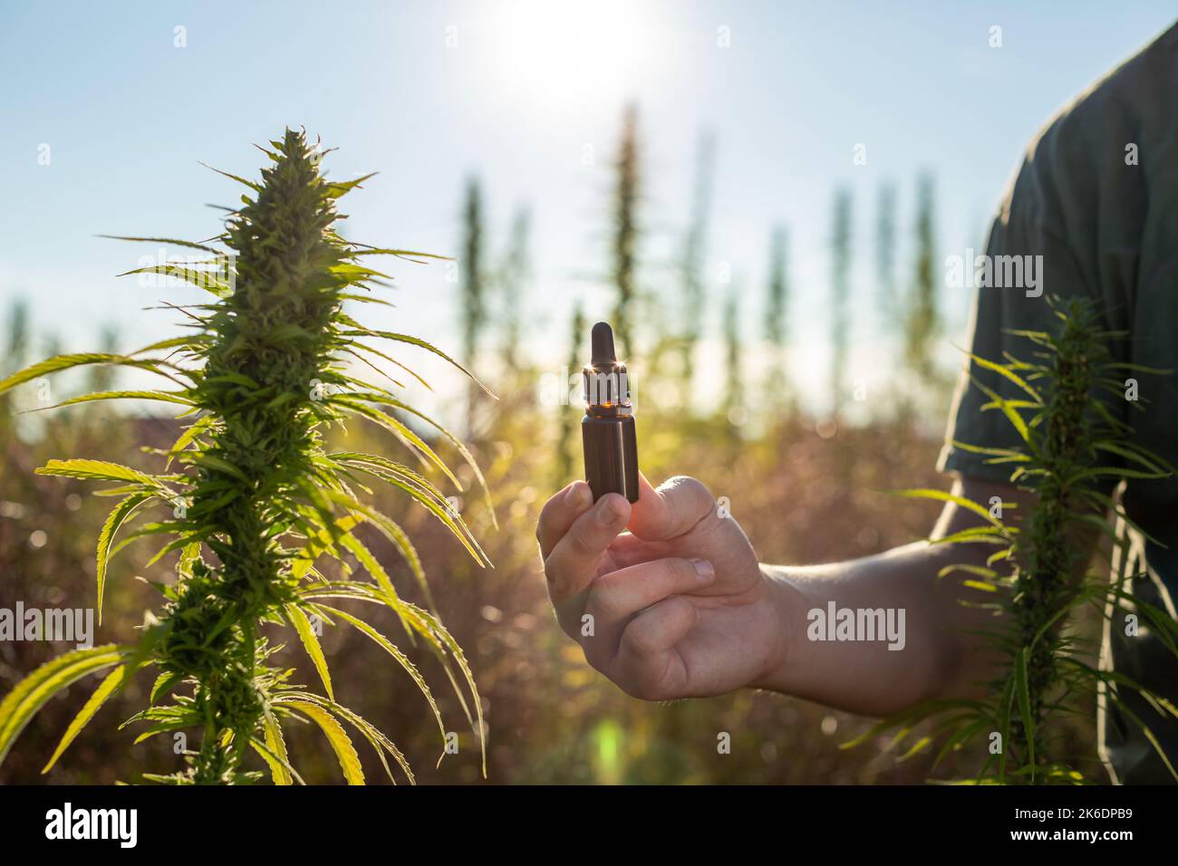 Mano che tiene un flacone contagocce cbd tra fiori di piante di canapa per la produzione di olio, primo piano shot. Foto Stock