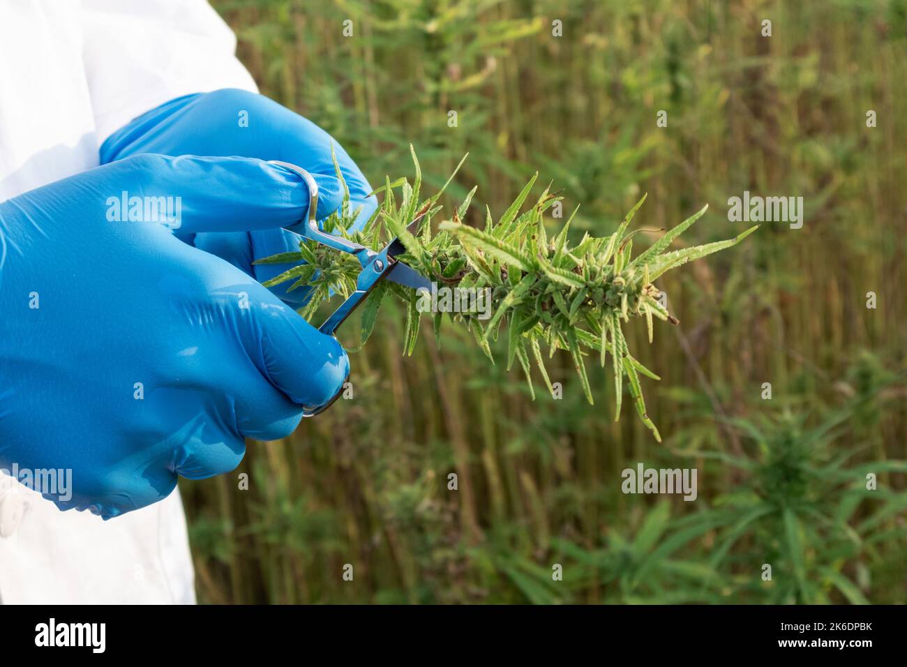 Scienziato che indossa un camice da laboratorio bianco e guanti protettivi blu, che tiene piccole forbici e fiore di canapa CBD, scatto da vicino. Foto Stock