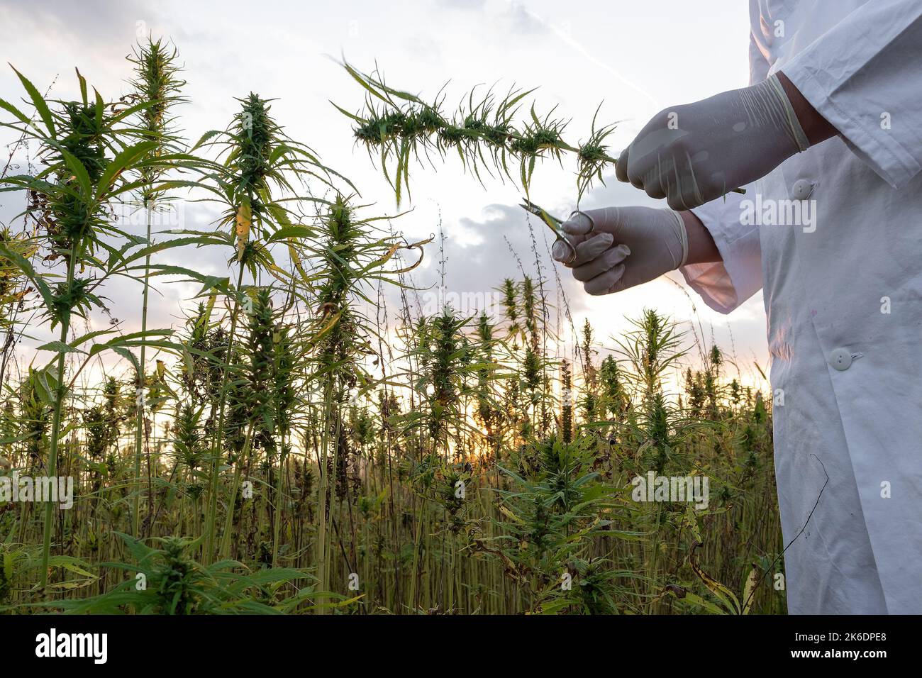 Scienziato che indossa un camice da laboratorio bianco e guanti protettivi blu, che tiene piccole forbici e fiore di canapa CBD, scatto da vicino. Foto Stock