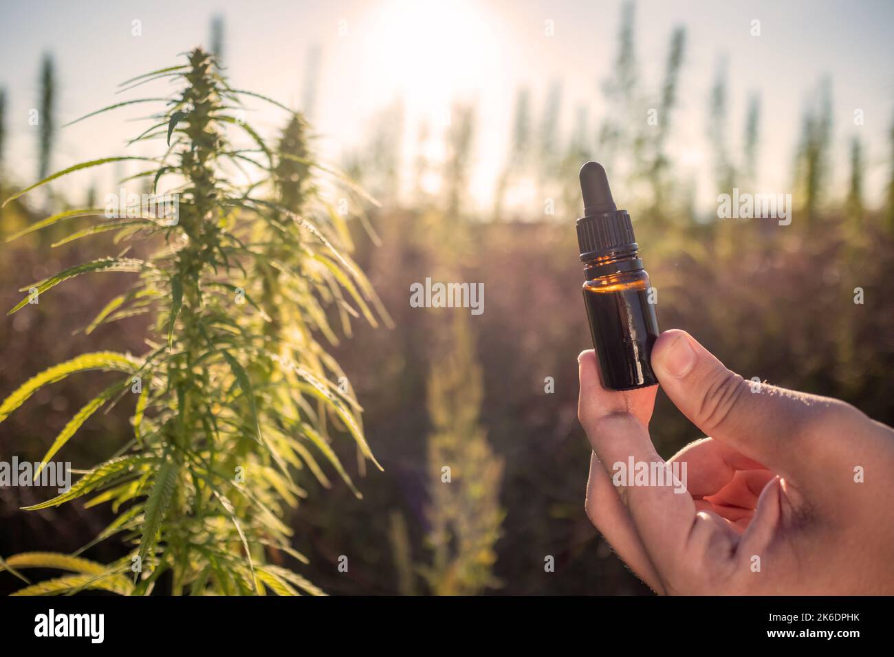 Mano che tiene un flacone contagocce cbd tra fiori di piante di canapa per la produzione di olio, primo piano shot. Foto Stock