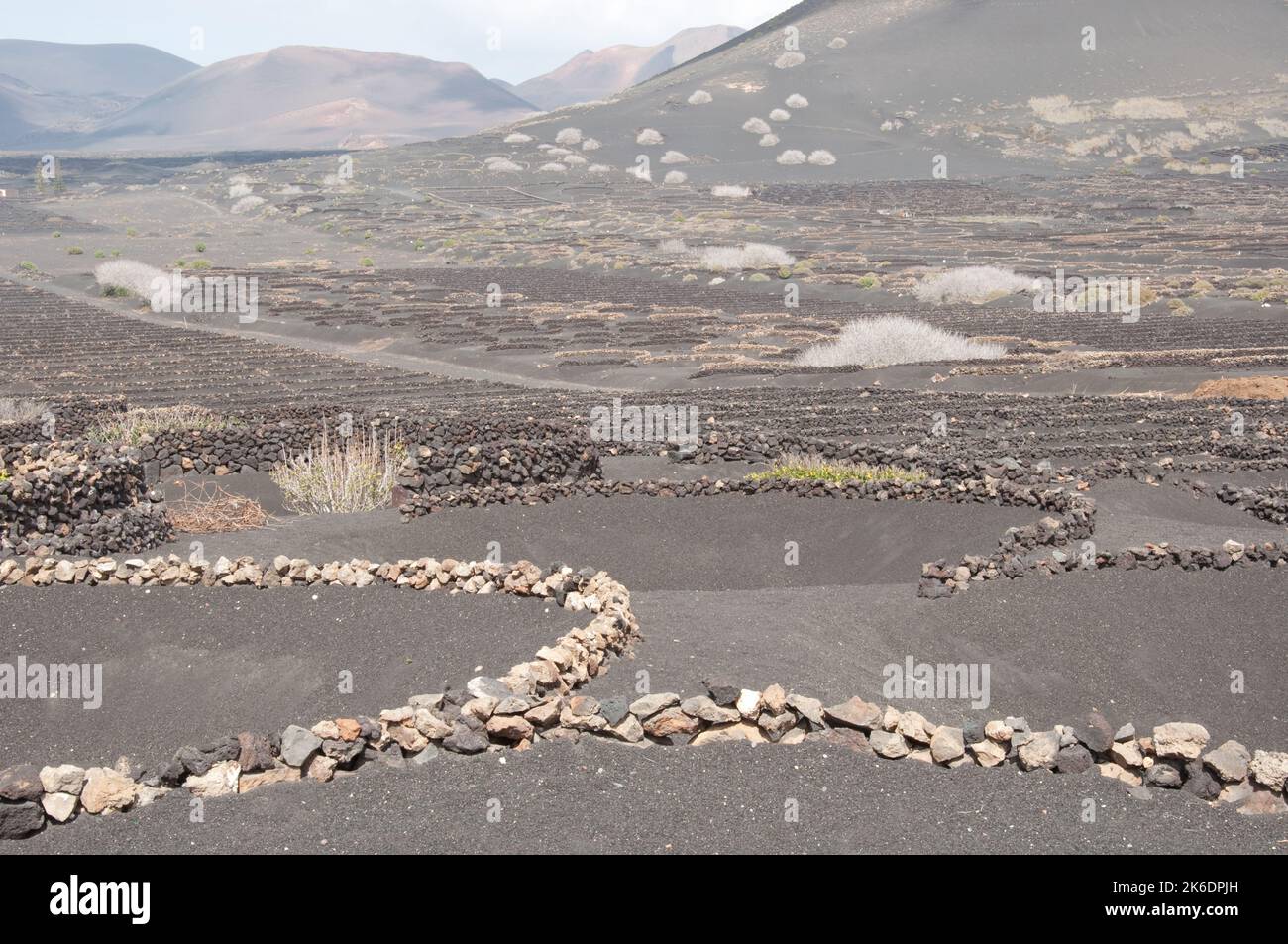 Pareti laviche per proteggere piante, Lanzarote, Isole Canarie, terrazze e vulcani in lontananza. Queste pareti sono costruite da pezzi di lava e. Foto Stock