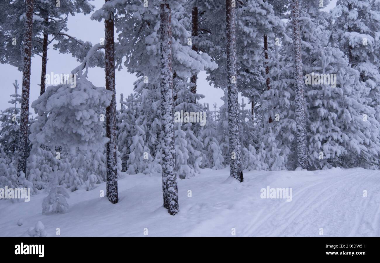 Neve profonda nel nord della Svezia nel mese di gennaio Foto Stock