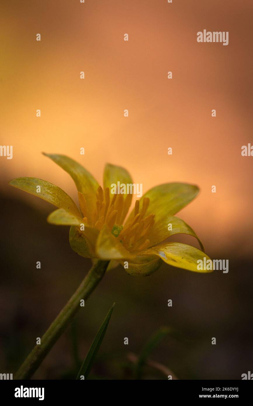 Il piccolo fiore di celandine (ficaria verna) cresce nell'antico bosco del Somerset occidentale a Horner, mentre il sole cattura la radura dietro Foto Stock