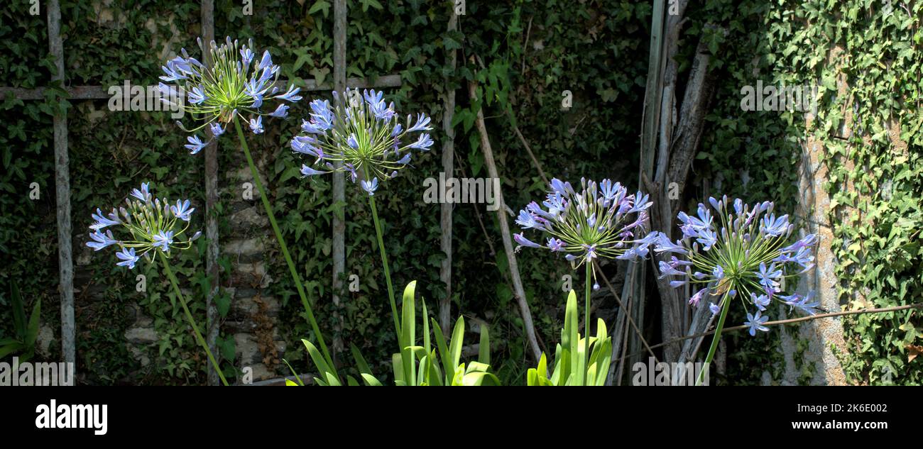 Fiore di agapanthus blu dall'isola di Bréhat in Bretagna Foto Stock