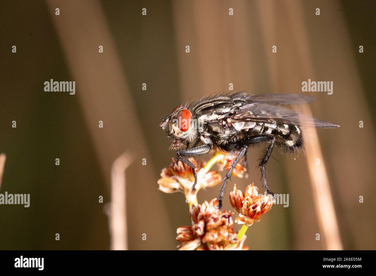 In un prato una mosca stalla (Stomoxys calcitrans) poggia su un fusto di fiori, a Thompson Common in Norfolk Foto Stock