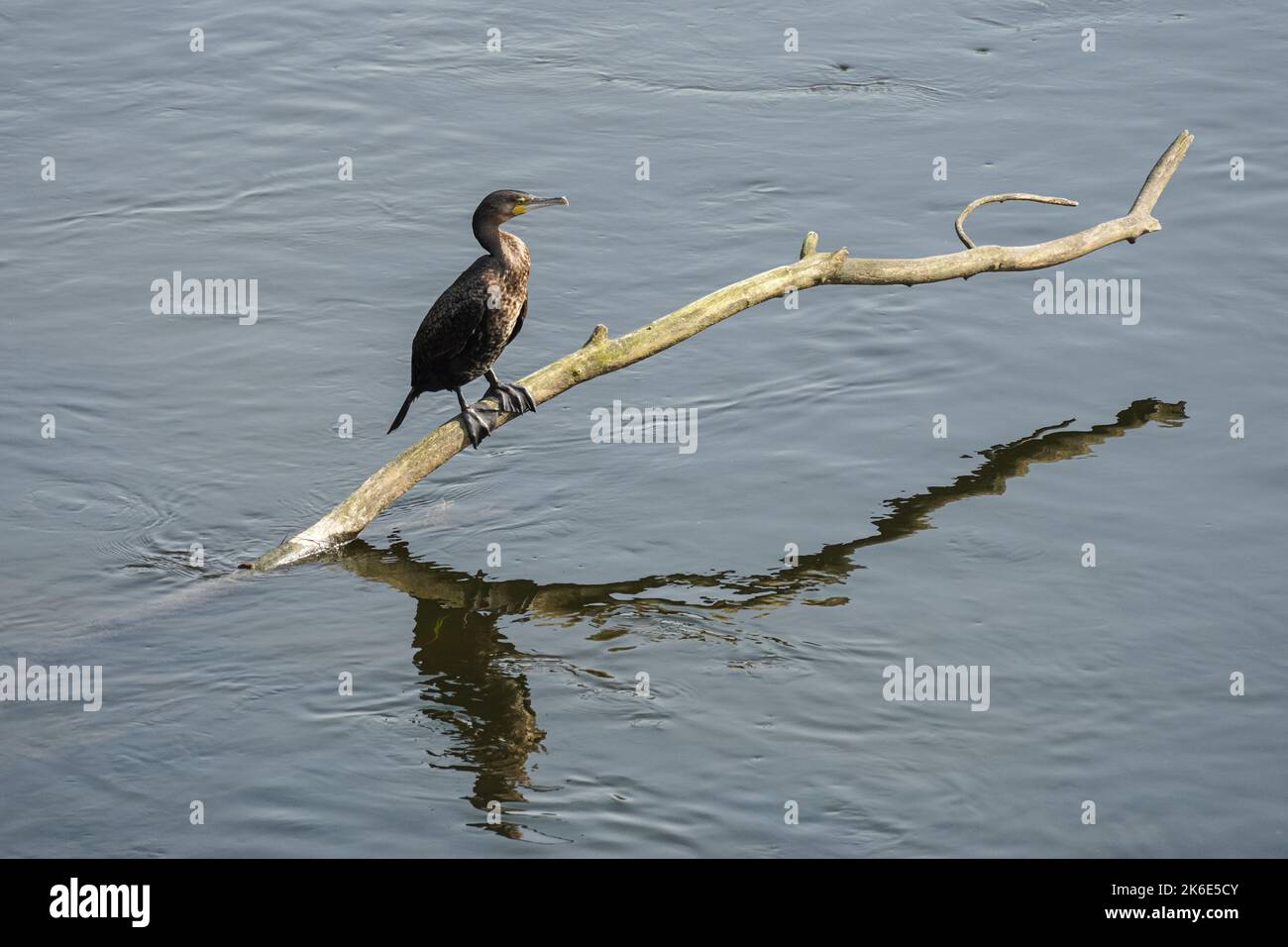 Grande cormorano seduto su un ramo d'albero sopra la superficie dell'acqua Foto Stock