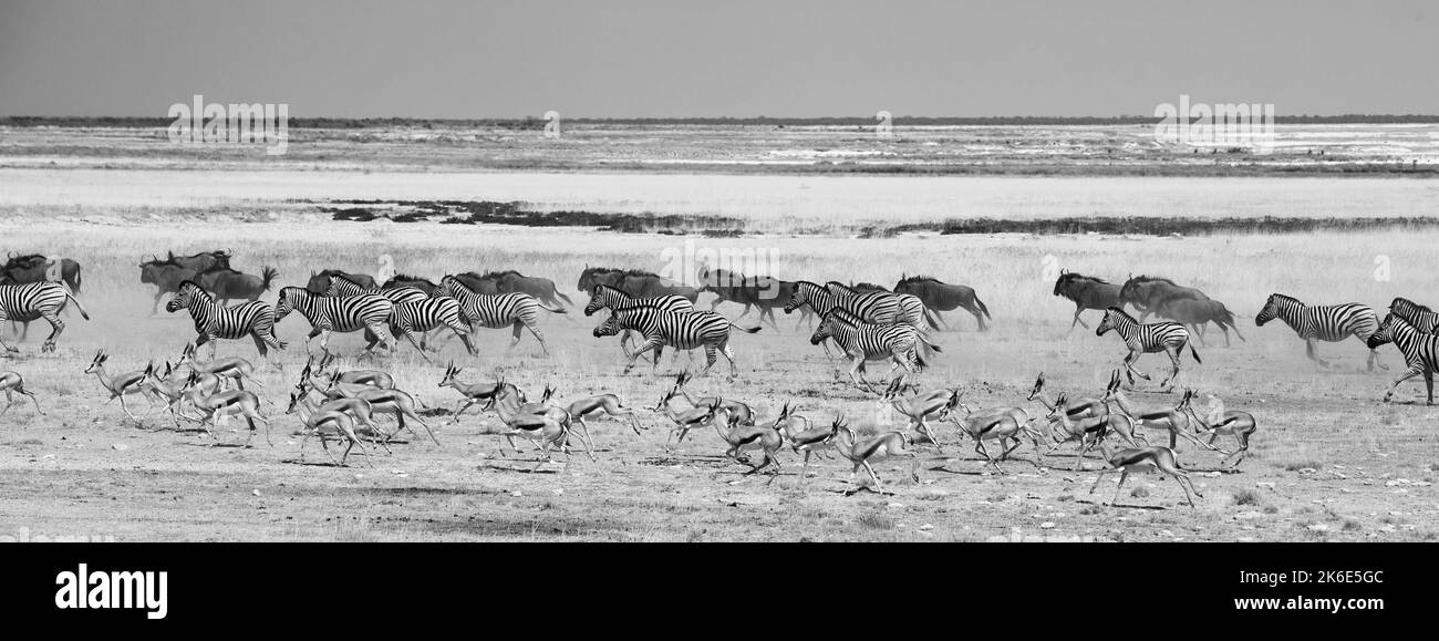 Grande gregge di Wildebeest, Zebra e Sprinbok che corrono attraverso la savana arida secca in bianco e nero. Il movimento degli animali è congelato Foto Stock