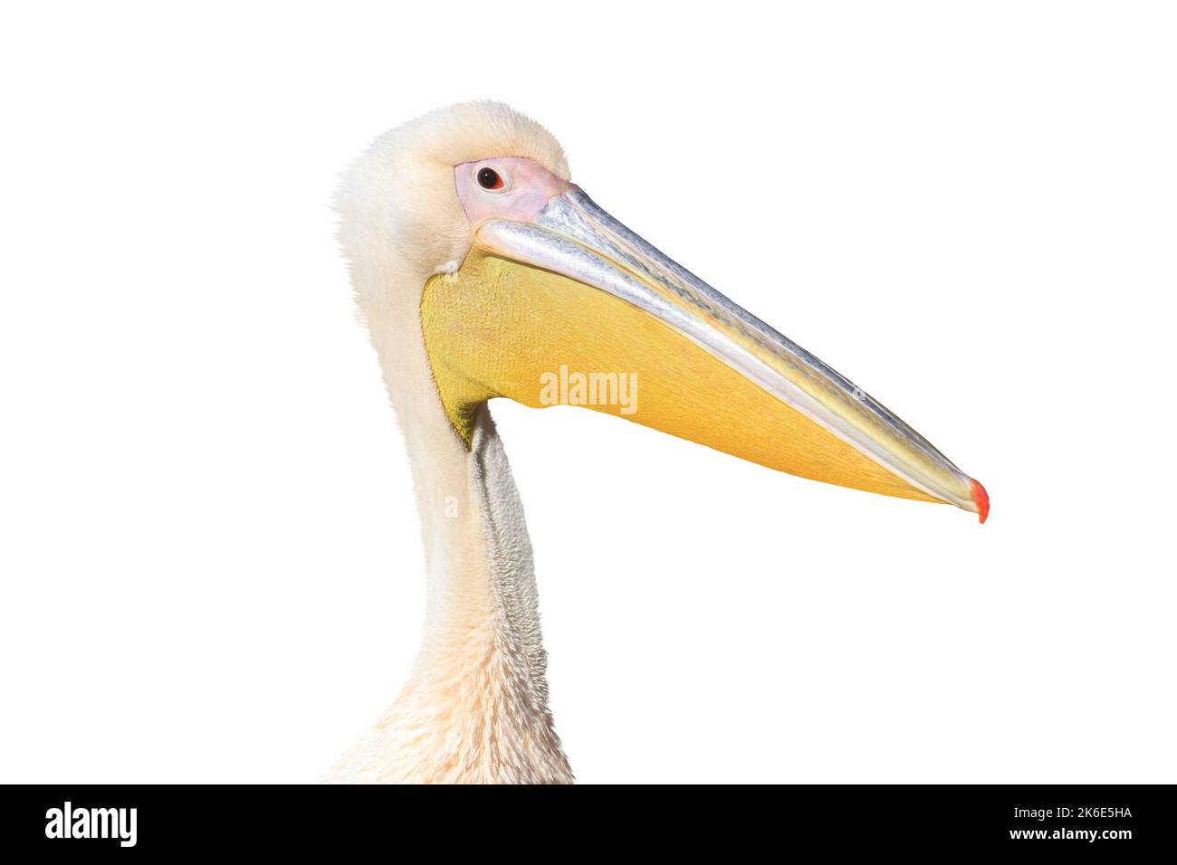 ritratto pelican isolato su sfondo bianco Foto Stock