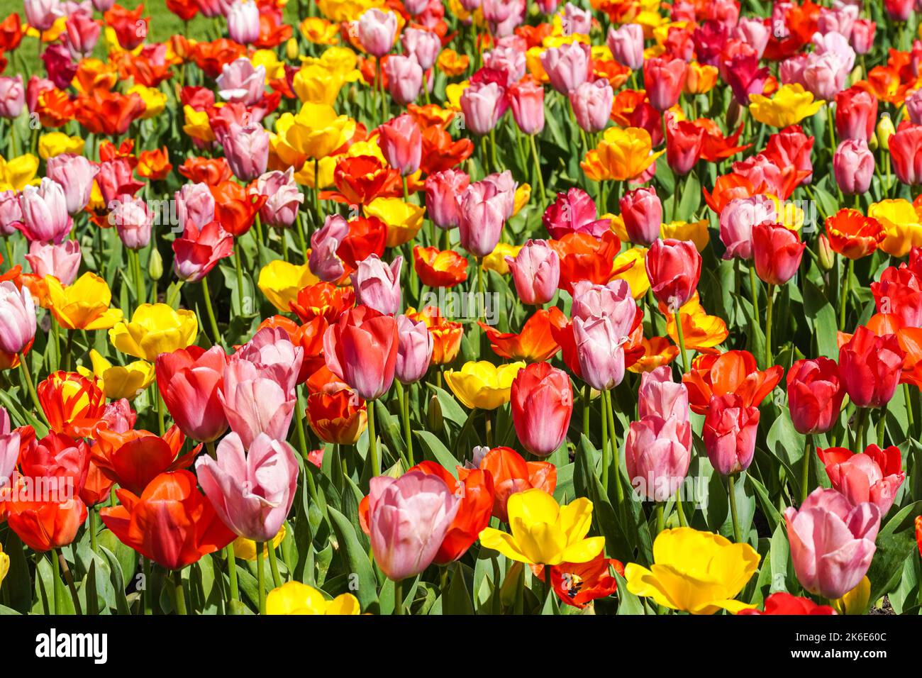 Tulipani rosa, tulipani rossi e tulipani gialli che crescono su un aiuola Foto Stock