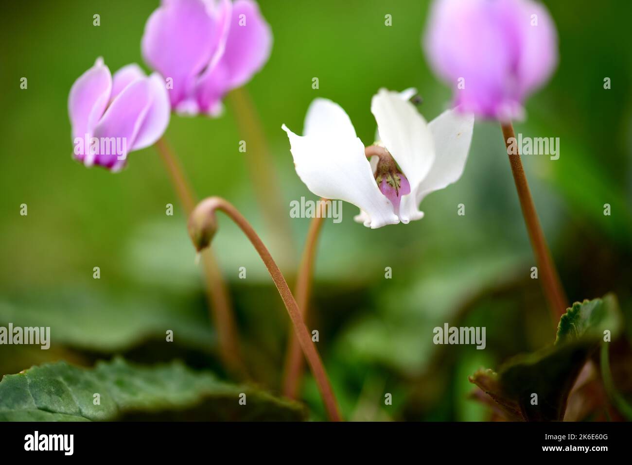 Ciclamino rosa e bianco fiorito in un bosco all'inizio dell'autunno Foto Stock